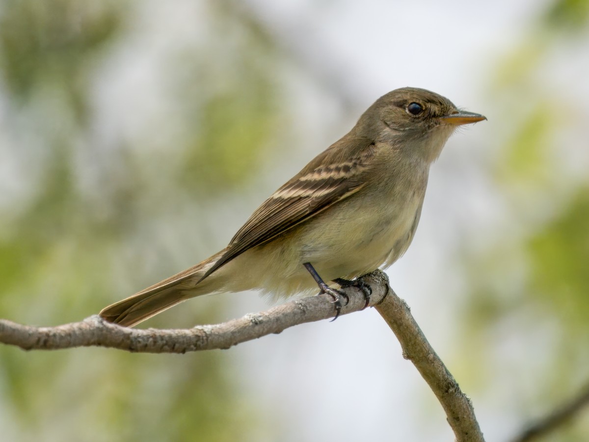 Willow Flycatcher - Cin-Ty Lee