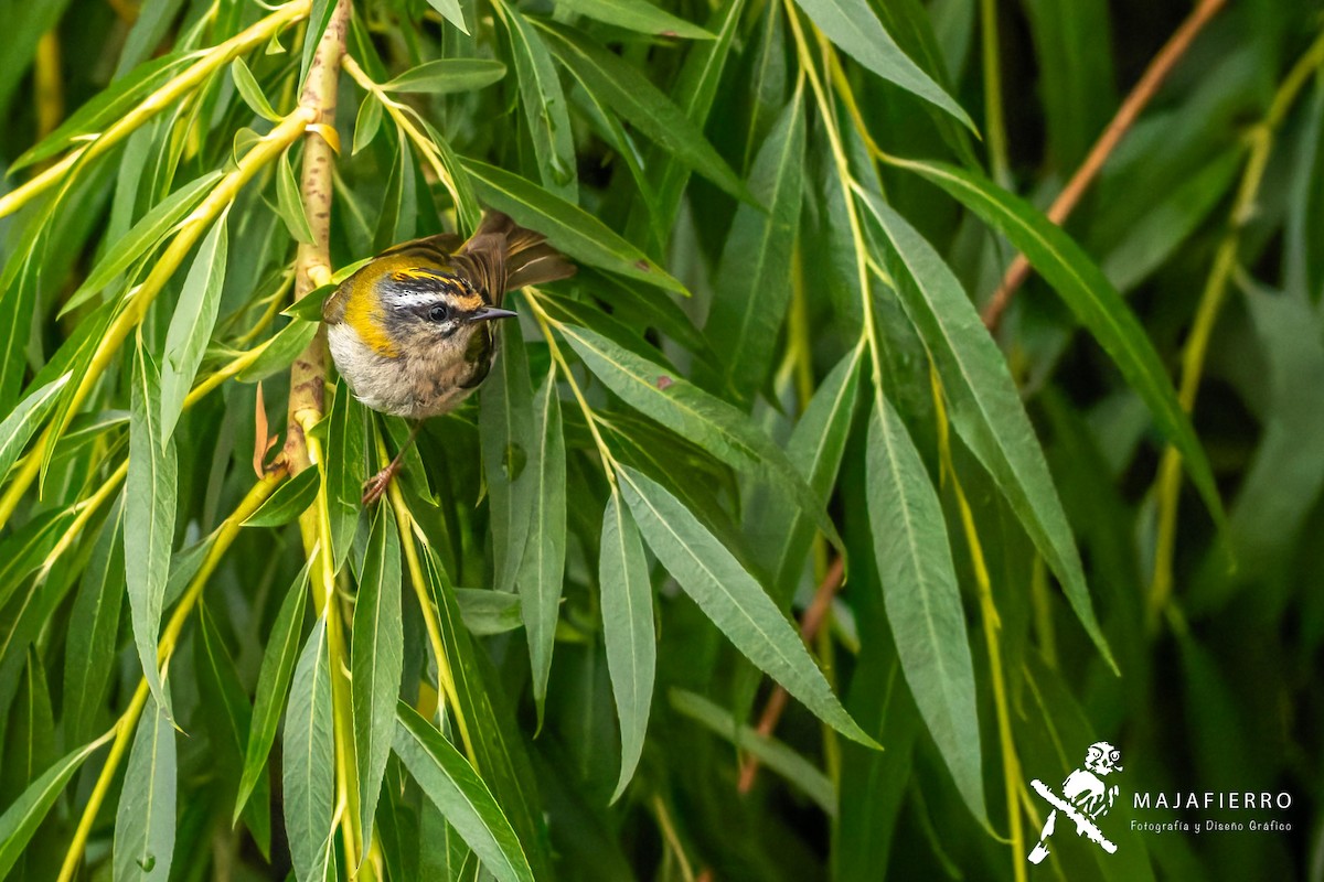 Common Firecrest - Roberto Vargas Masis