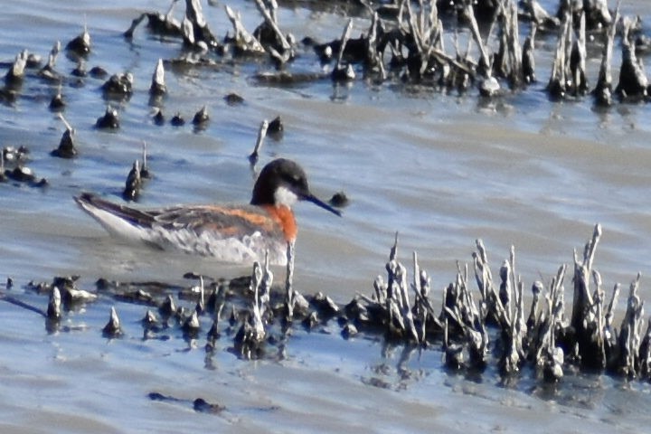 Red-necked Phalarope - Christian Feldt