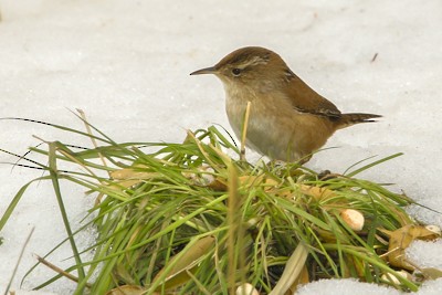 Marsh Wren - ML618798665