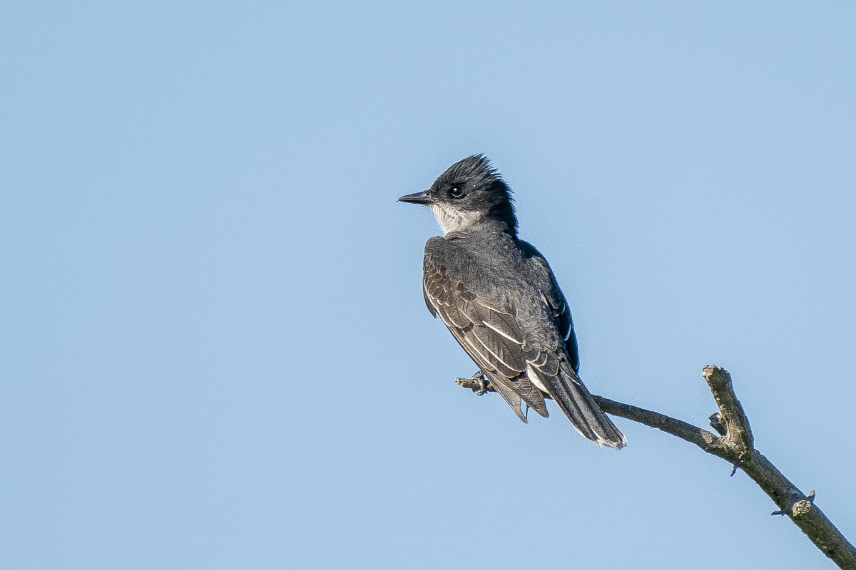 Eastern Kingbird - Slawomir Dabrowski