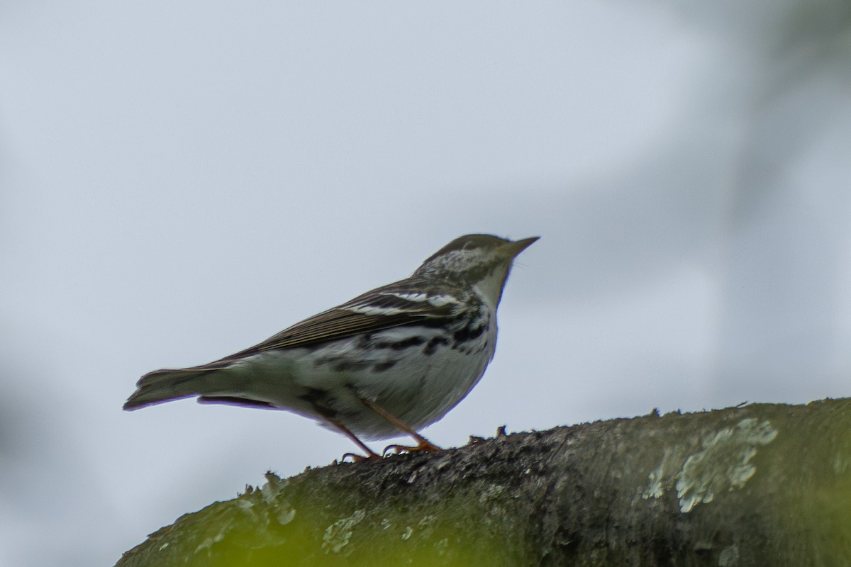 Blackpoll Warbler - ML618798673