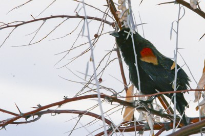 Red-winged Blackbird - John Richards