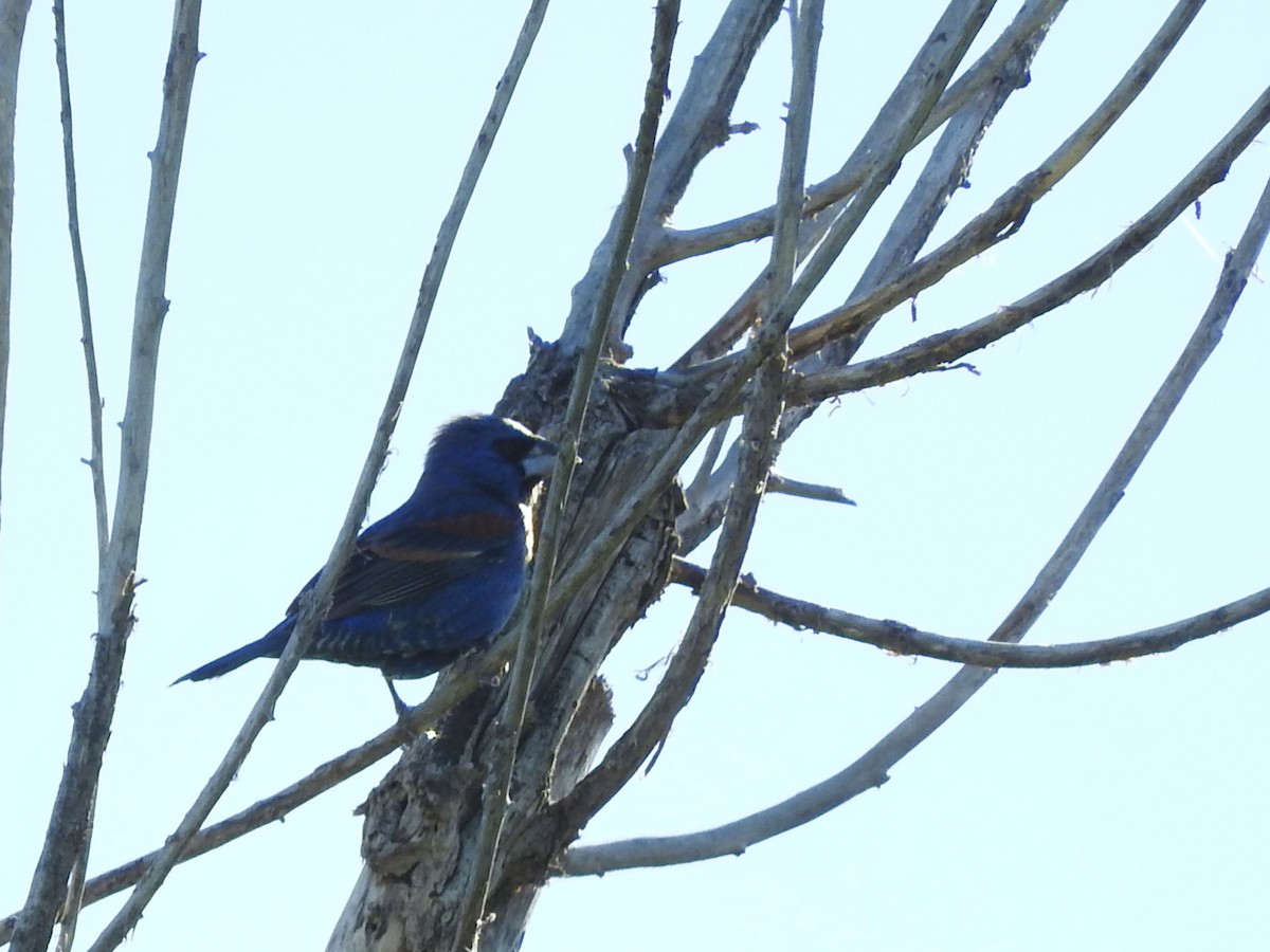 Blue Grosbeak - Diane Thomas