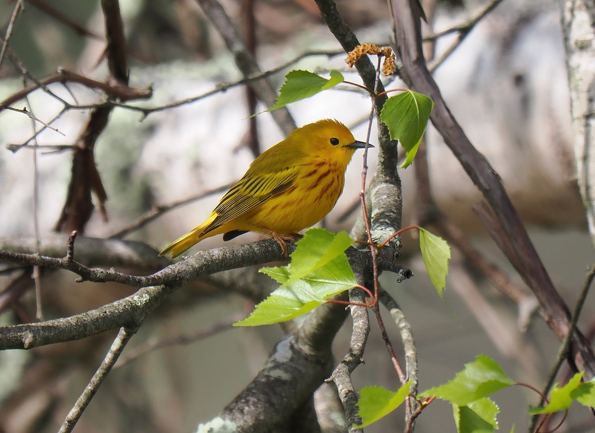 Yellow Warbler - ML618798714