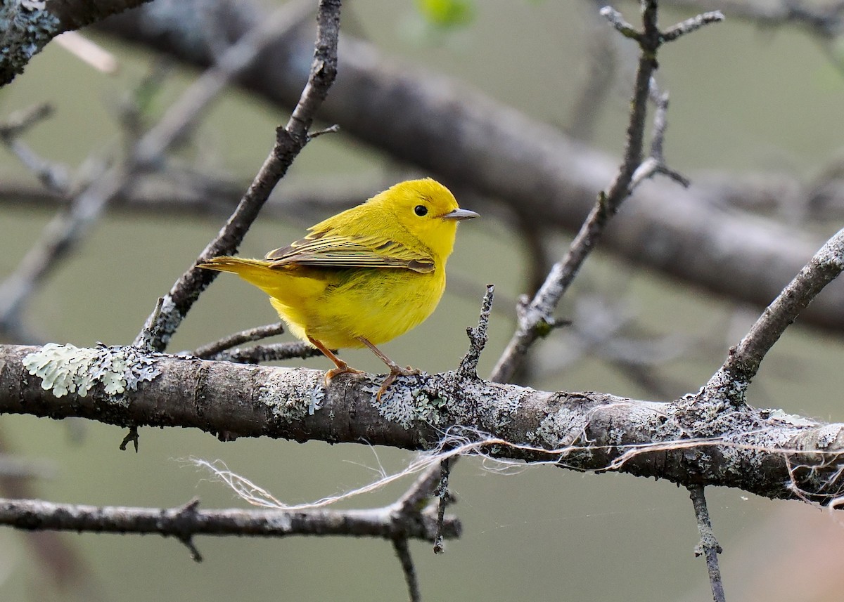 Yellow Warbler - ML618798717