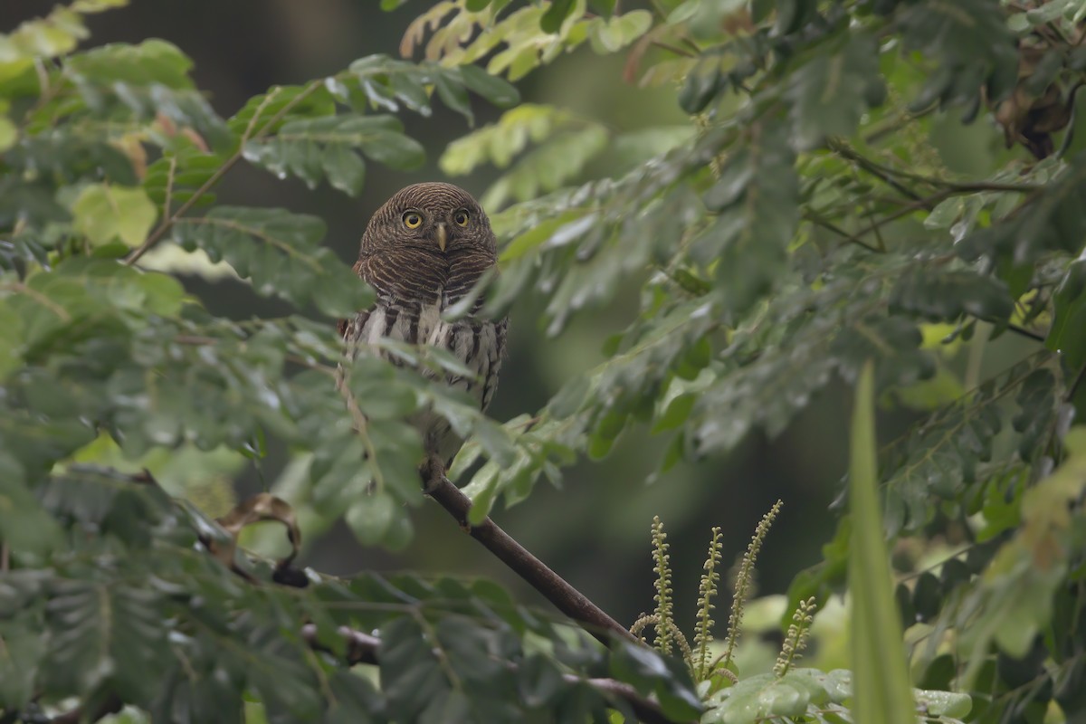 Chestnut-backed Owlet - Marco Valentini