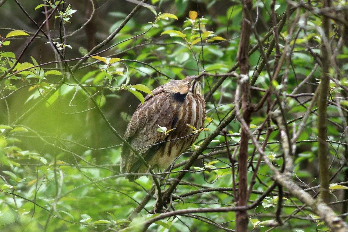 American Bittern - Carl Leisegang