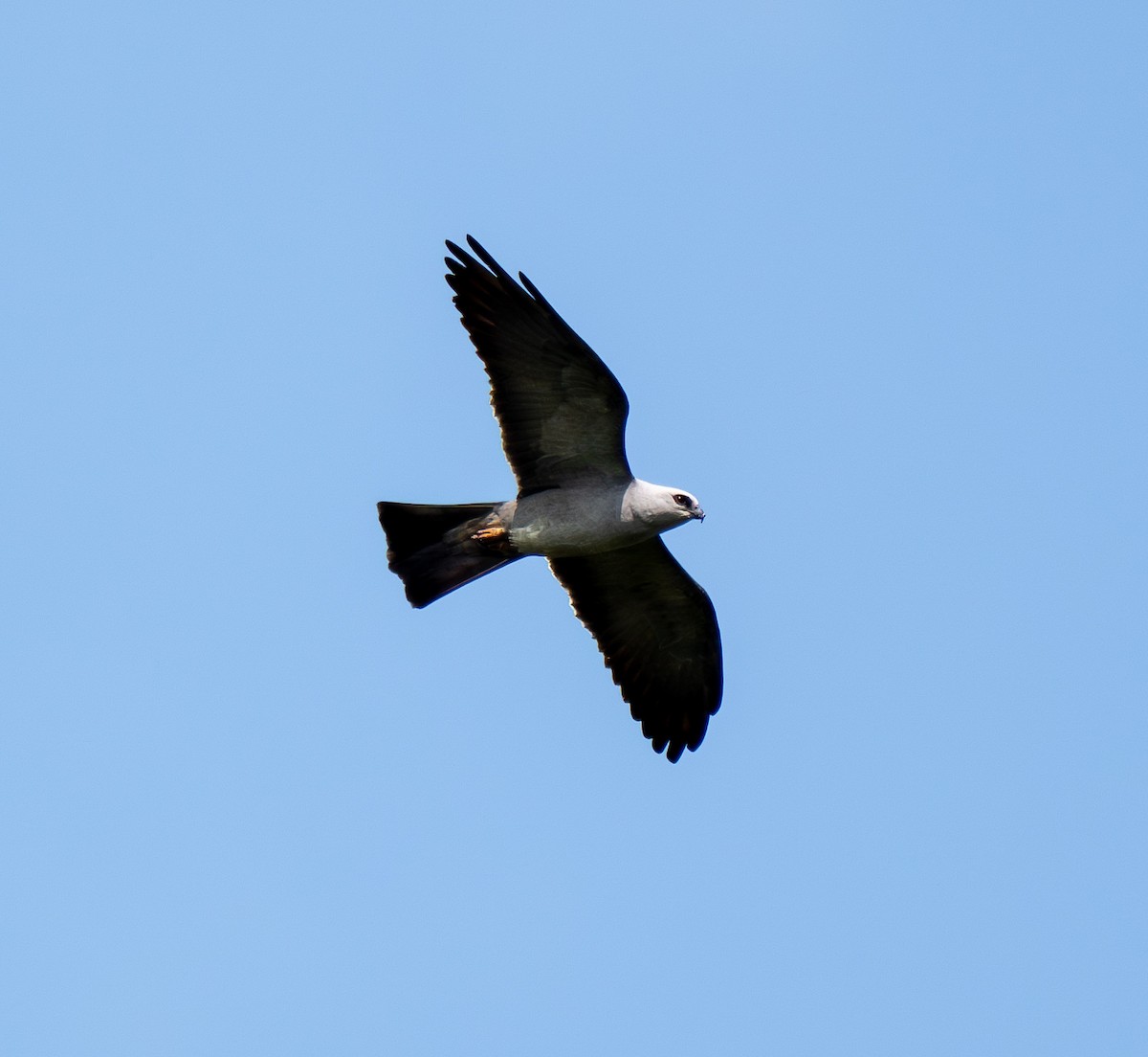 Mississippi Kite - Jeremy Gresham