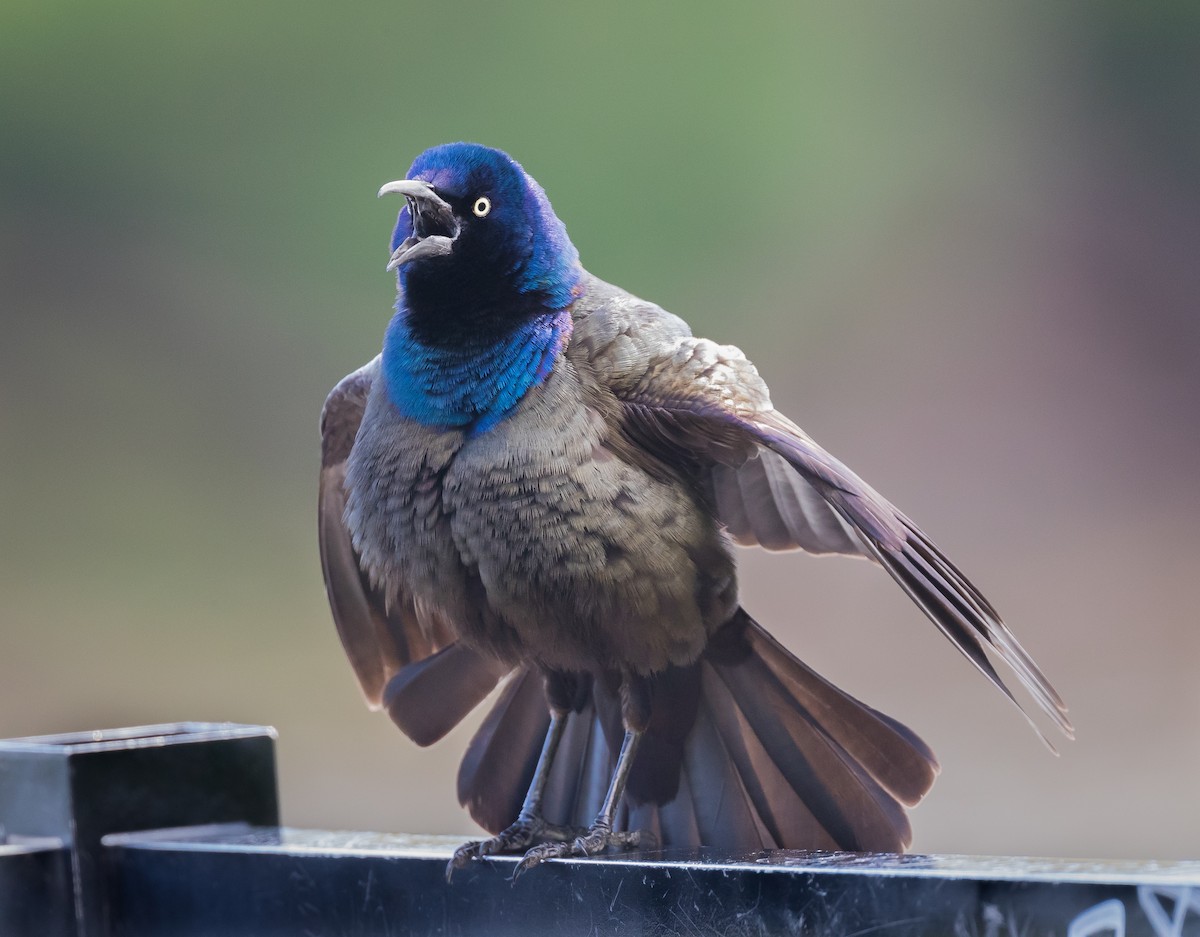 Common Grackle - John Plummer