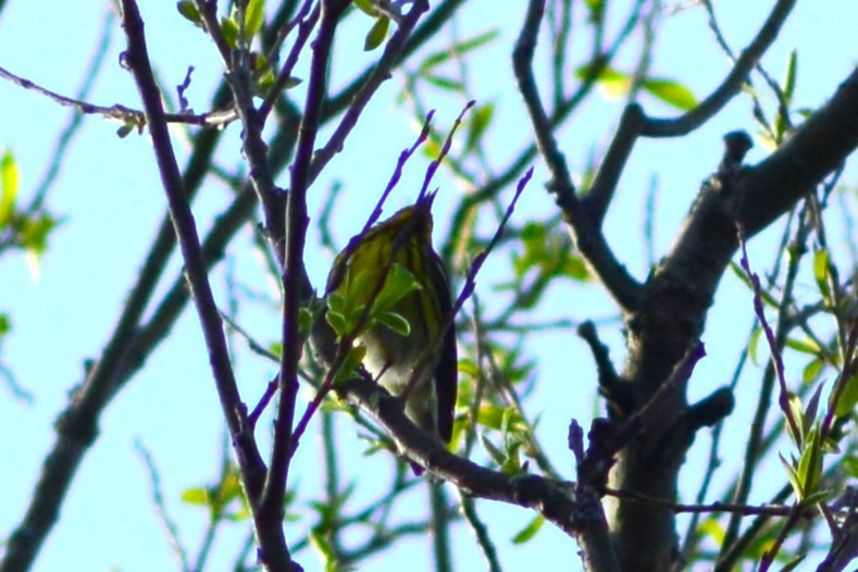 Cape May Warbler - ML618798829