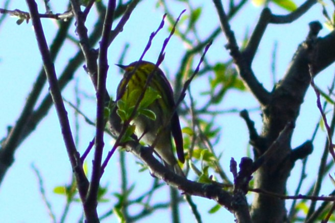 Cape May Warbler - ML618798834