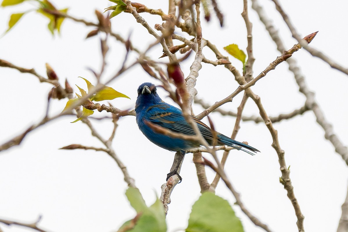 Indigo Bunting - Ruslan Balagansky