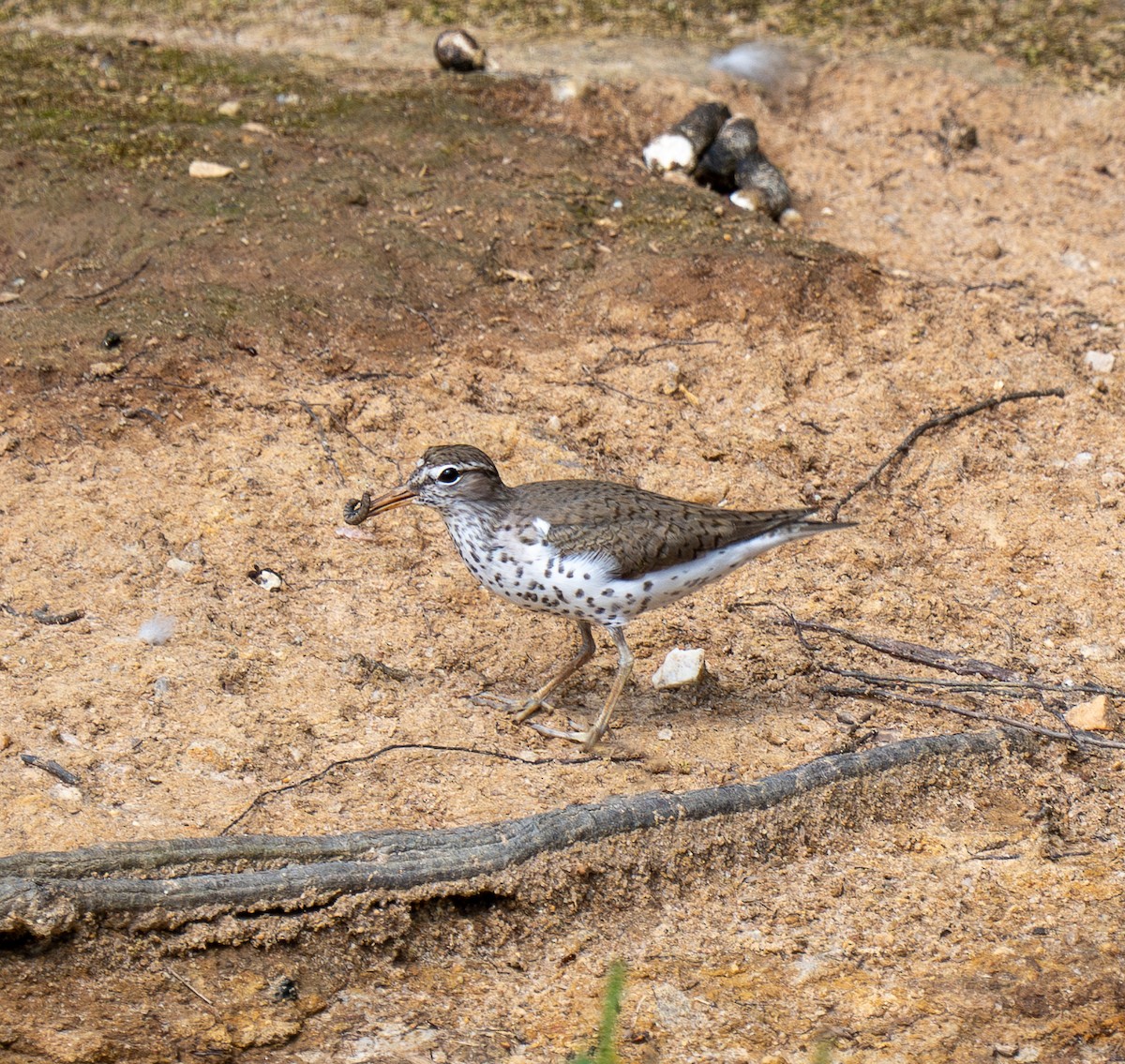 Spotted Sandpiper - Jeremy Gresham