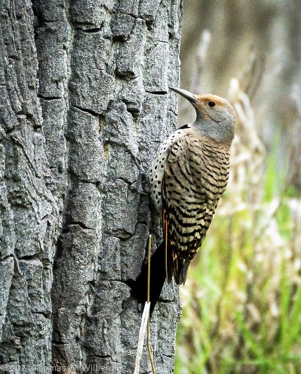 Northern Flicker - Tom Wilberding