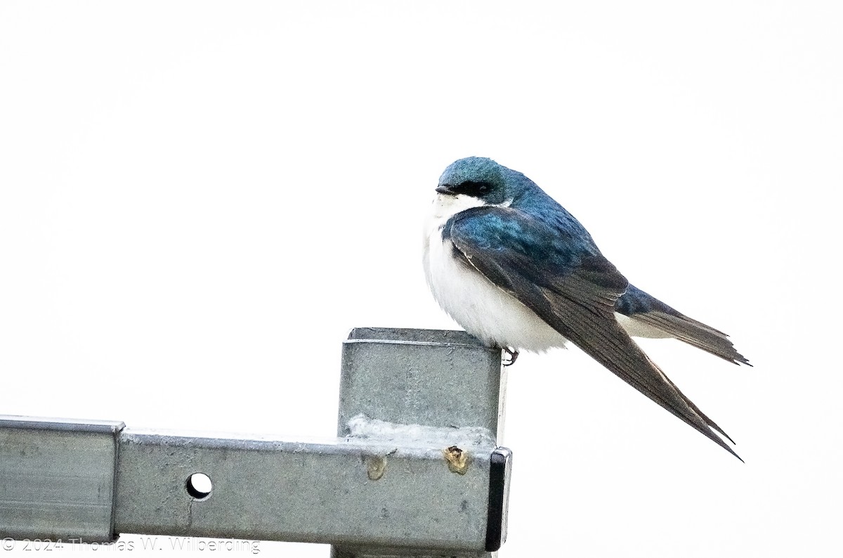 Tree Swallow - ML618798847