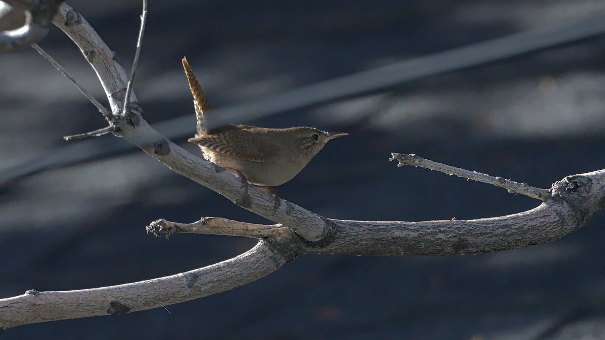 House Wren - Adam Zahm