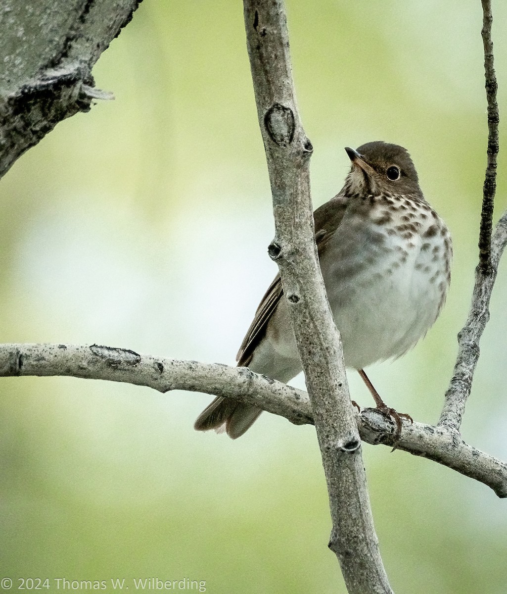 Swainson's Thrush - ML618798862