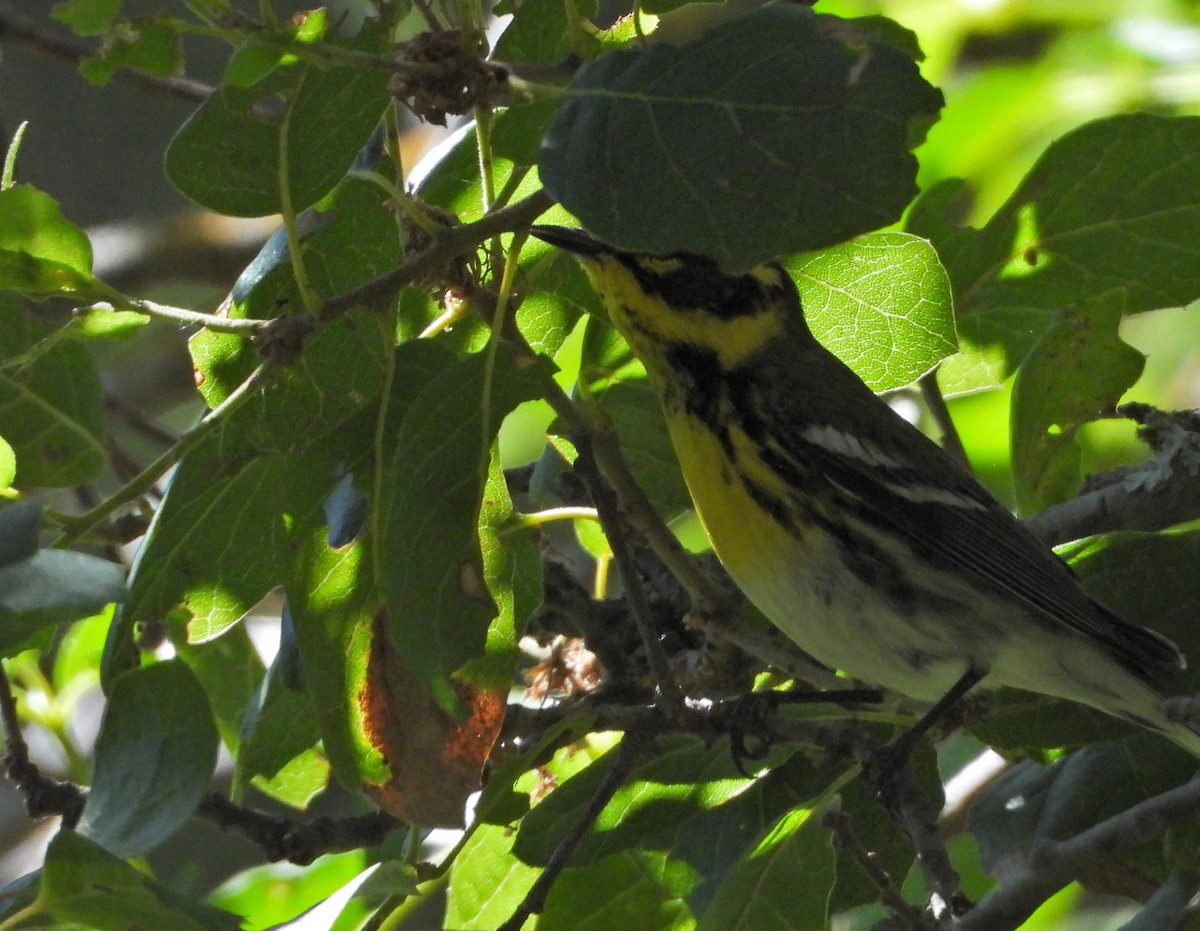 Townsend's Warbler - Forest Chapman