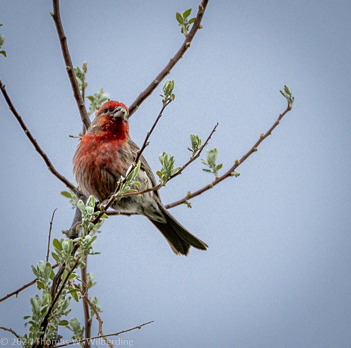 House Finch - ML618798869