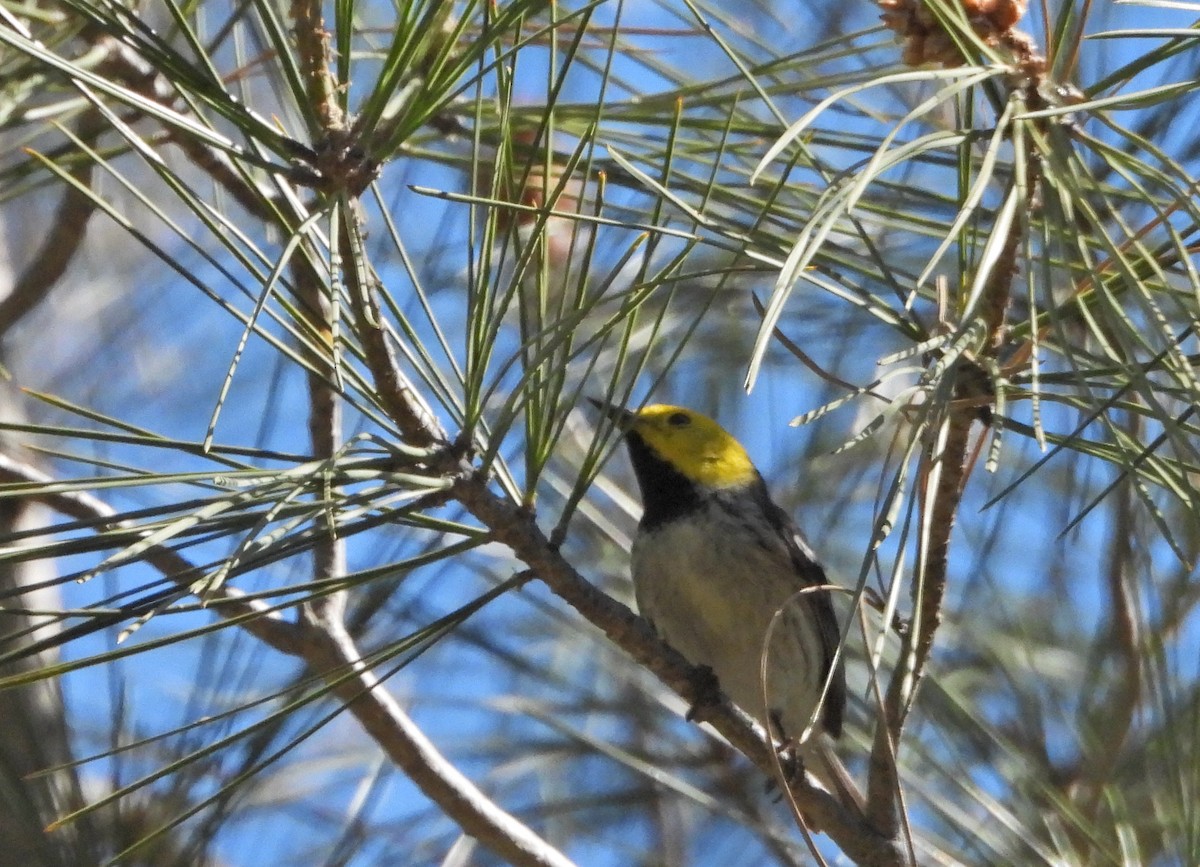 Hermit Warbler - Forest Chapman