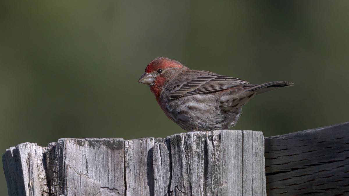 House Finch - Adam Zahm