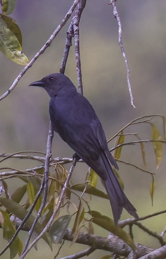 Black Drongo - ML618798875