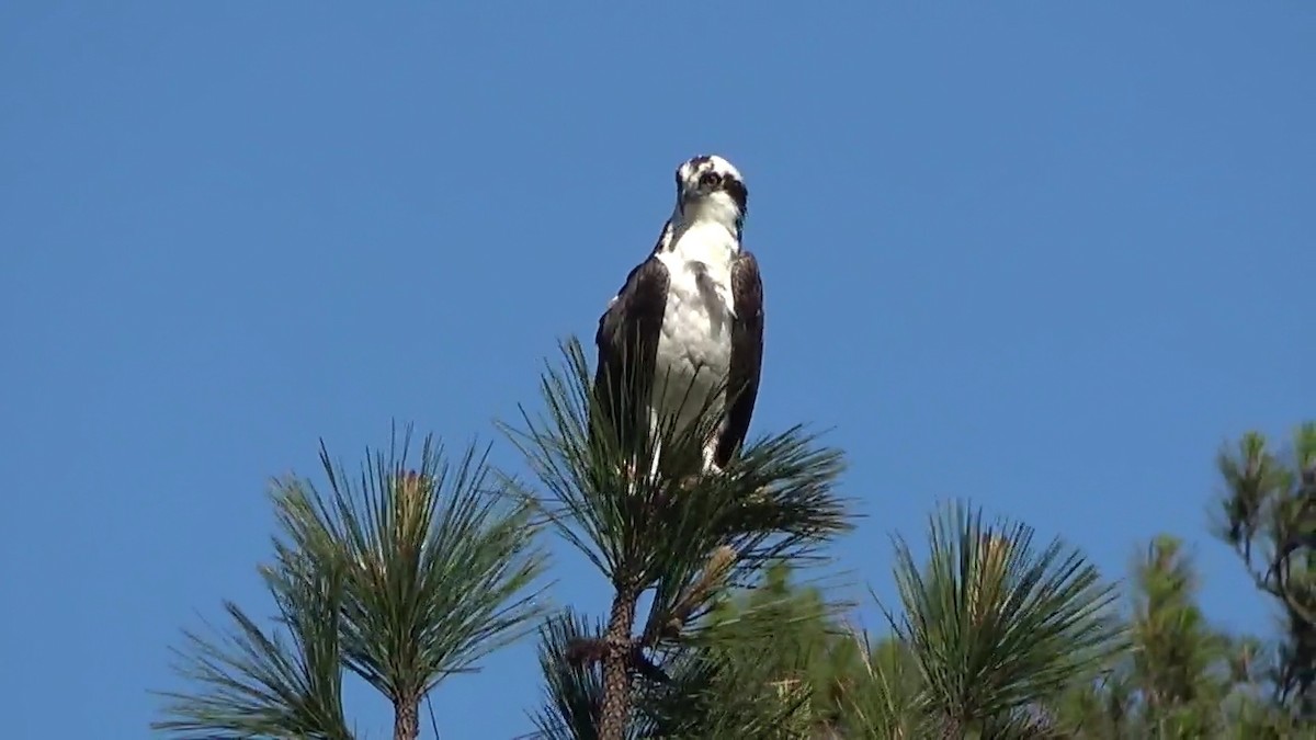 Osprey - Bruce Schine