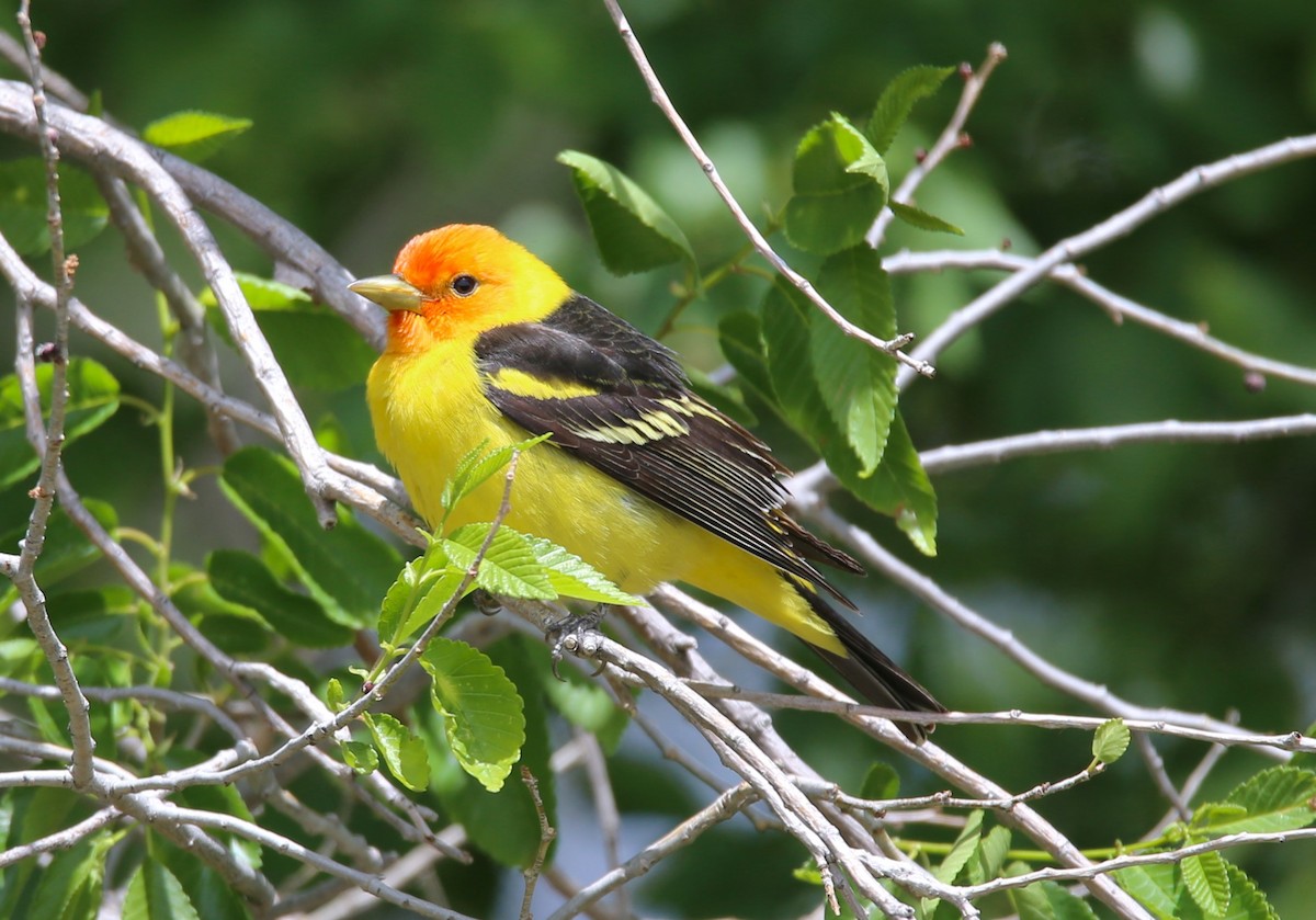 Western Tanager - ML618798945