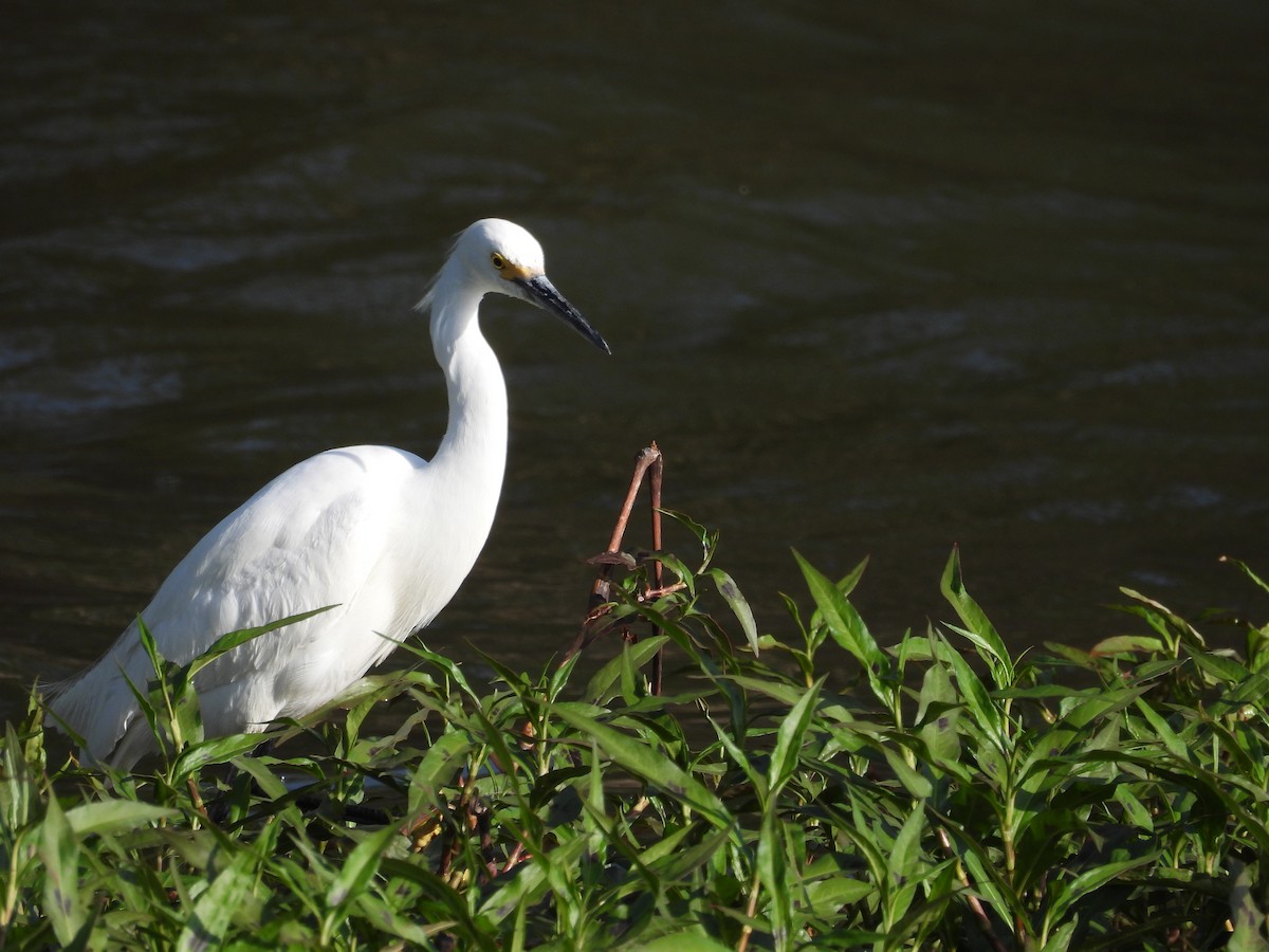 Snowy Egret - Ralph Carlson