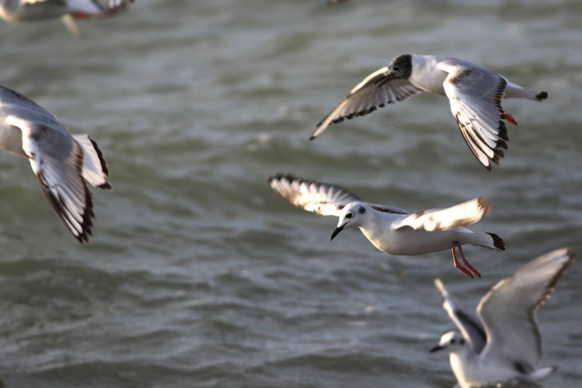 Bonaparte's Gull - Carl Leisegang