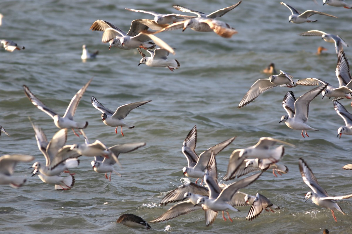 Bonaparte's Gull - Carl Leisegang