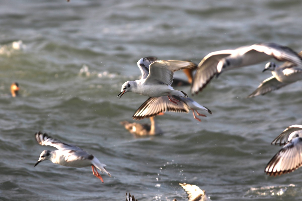 Bonaparte's Gull - Carl Leisegang