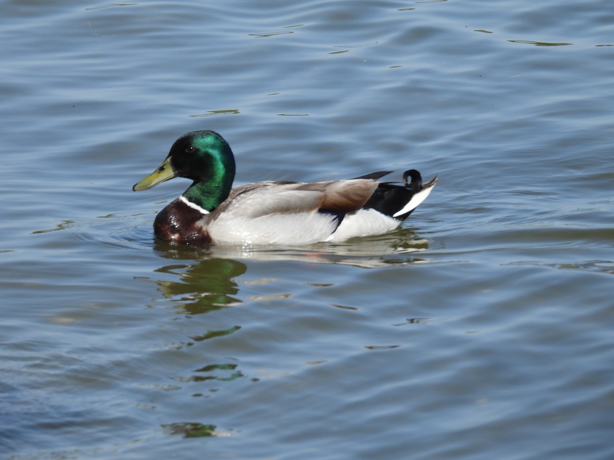 Mallard (Domestic type) - Ralph Carlson