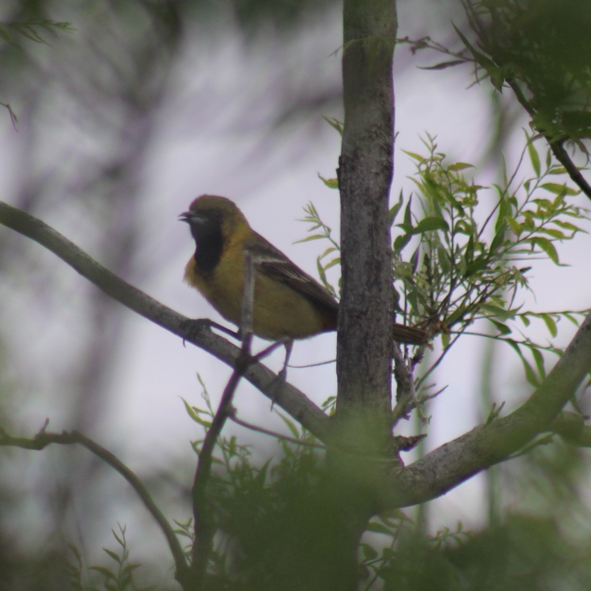 Orchard Oriole - Nate Peterson