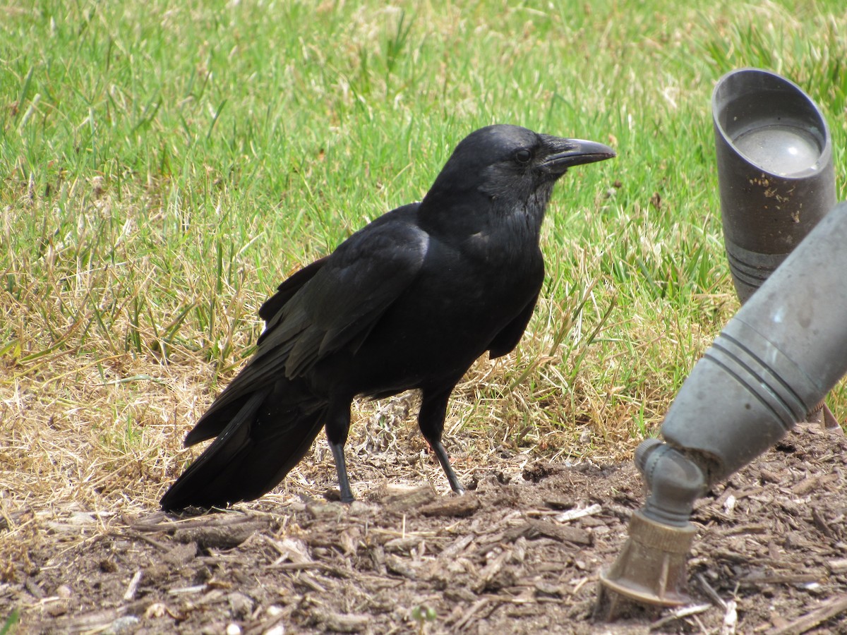 American Crow - ML618799012