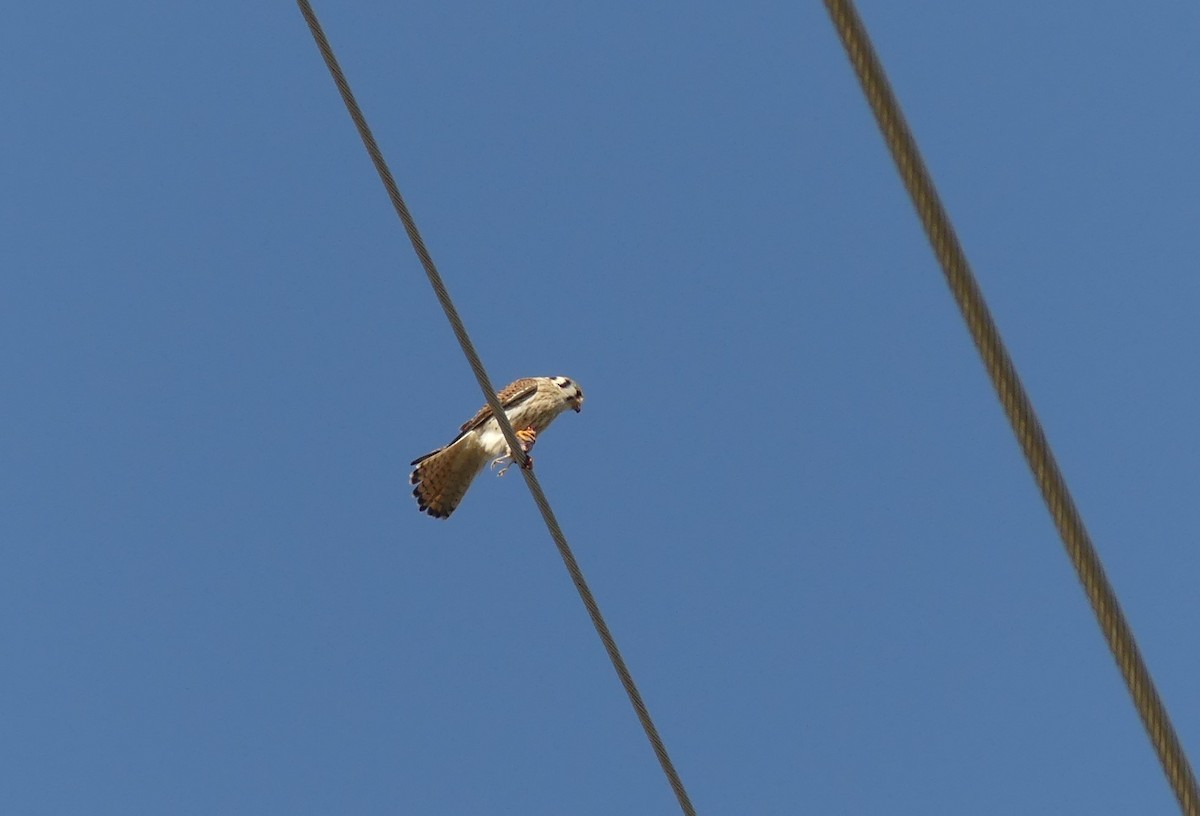 American Kestrel - Chris Davis