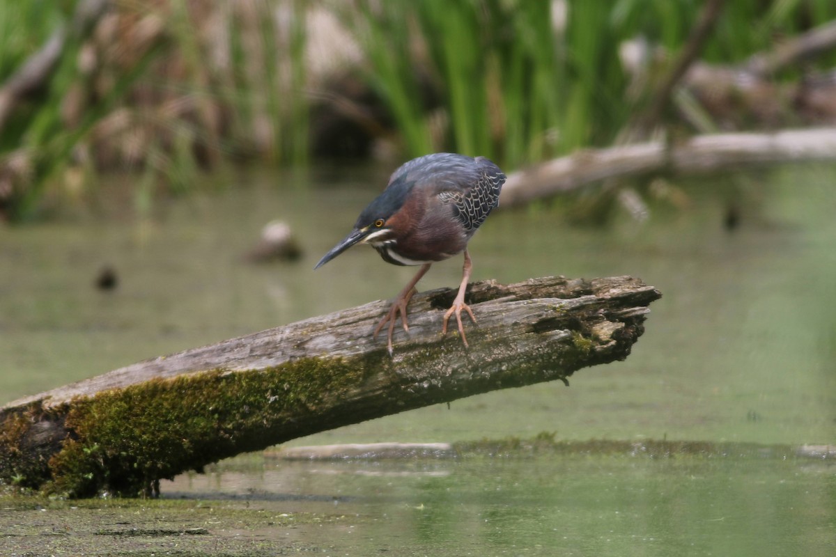 Green Heron - Carl Leisegang