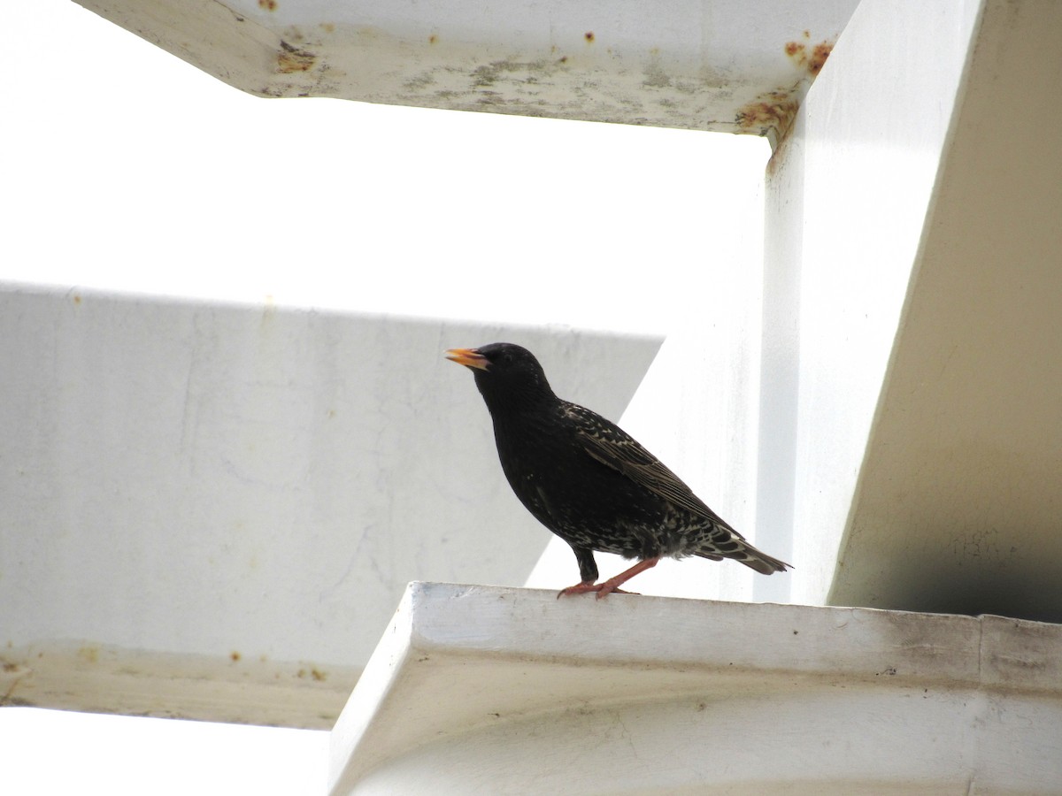 European Starling - ML618799041