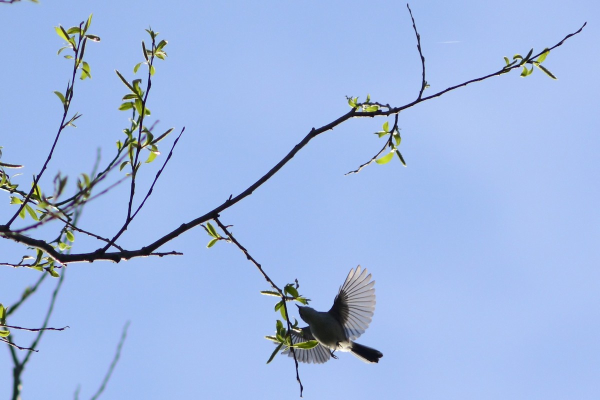 Blue-gray Gnatcatcher - ML618799042