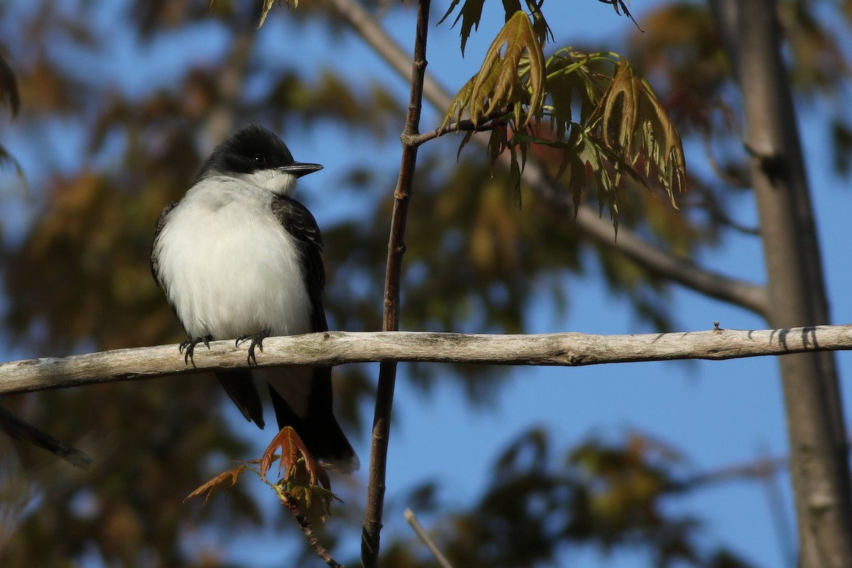 Eastern Kingbird - Carl Leisegang