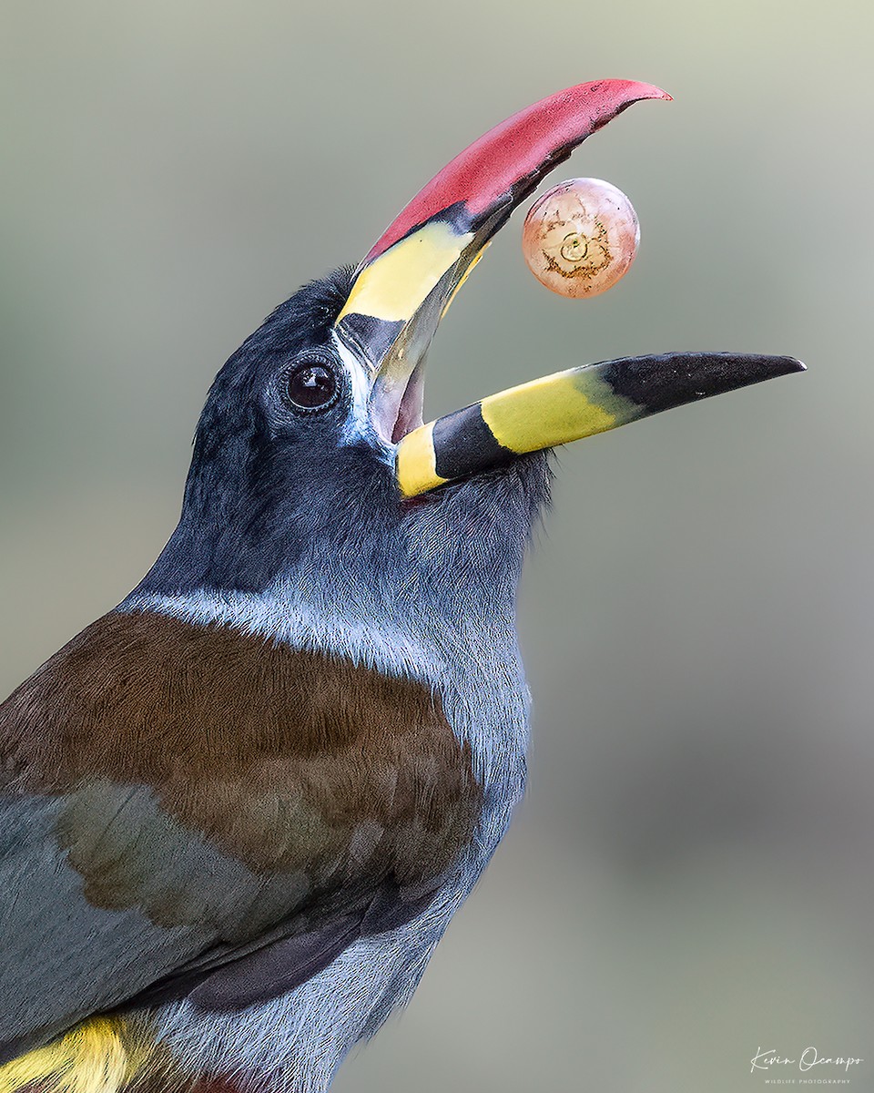 Gray-breasted Mountain-Toucan - Kevin Ocampo | Ocampo Expeditions Birding Tours