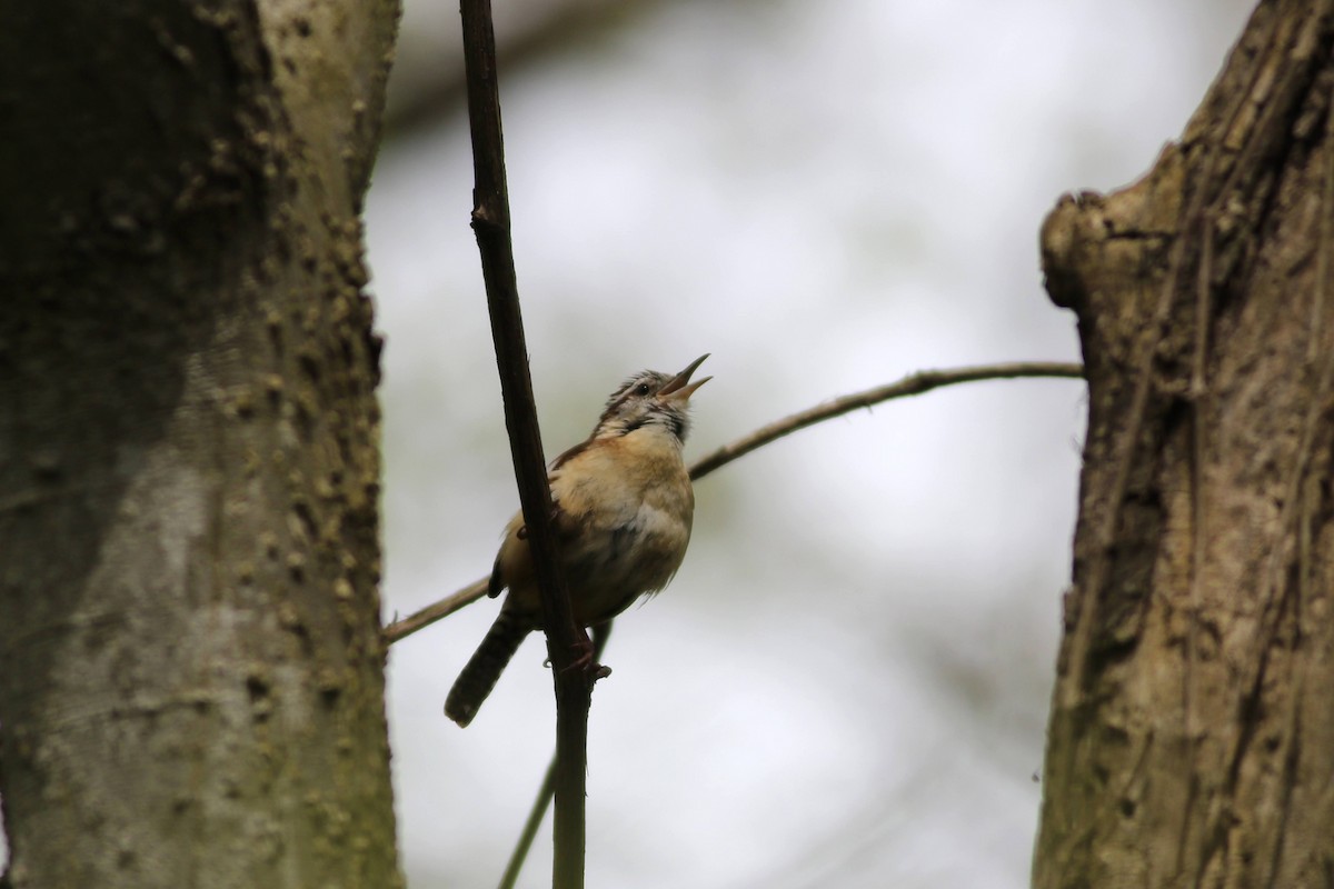 Carolina Wren - Carl Leisegang