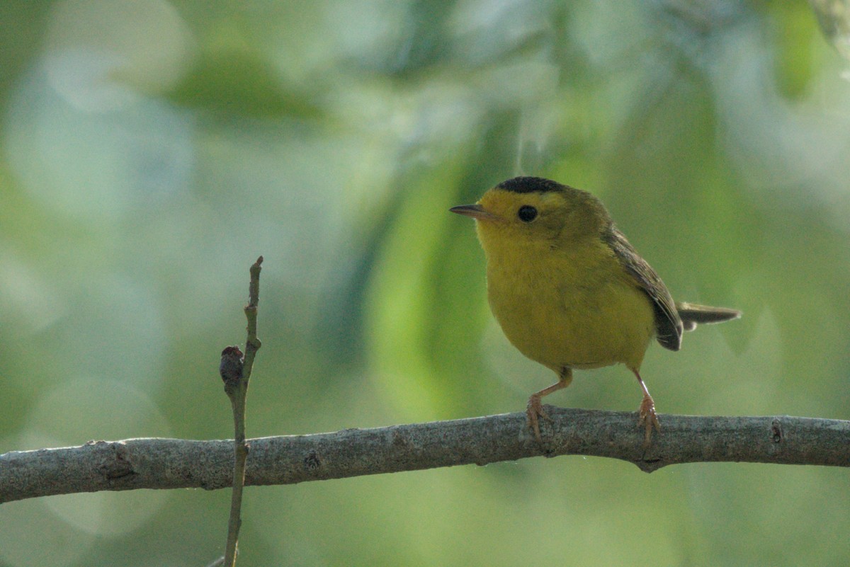 Wilson's Warbler - David Lumpkin