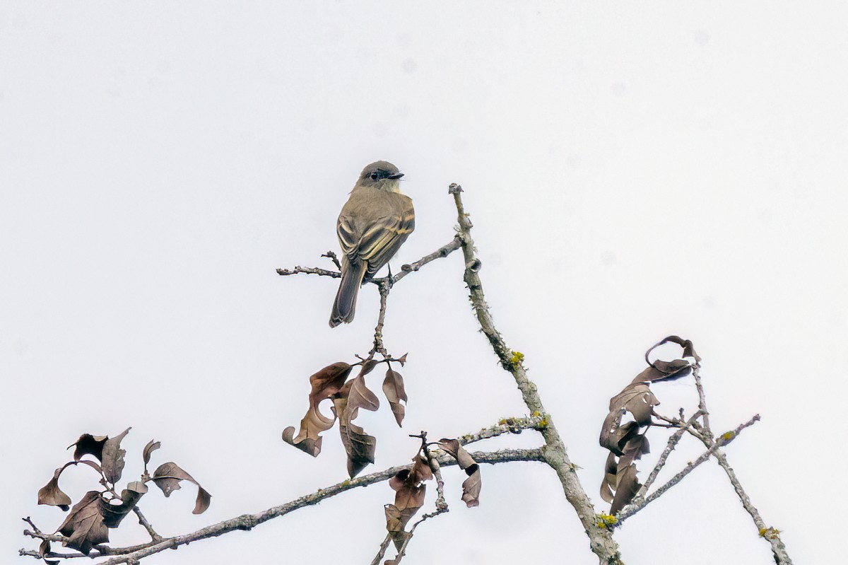 Eastern Phoebe - Dennis Miller