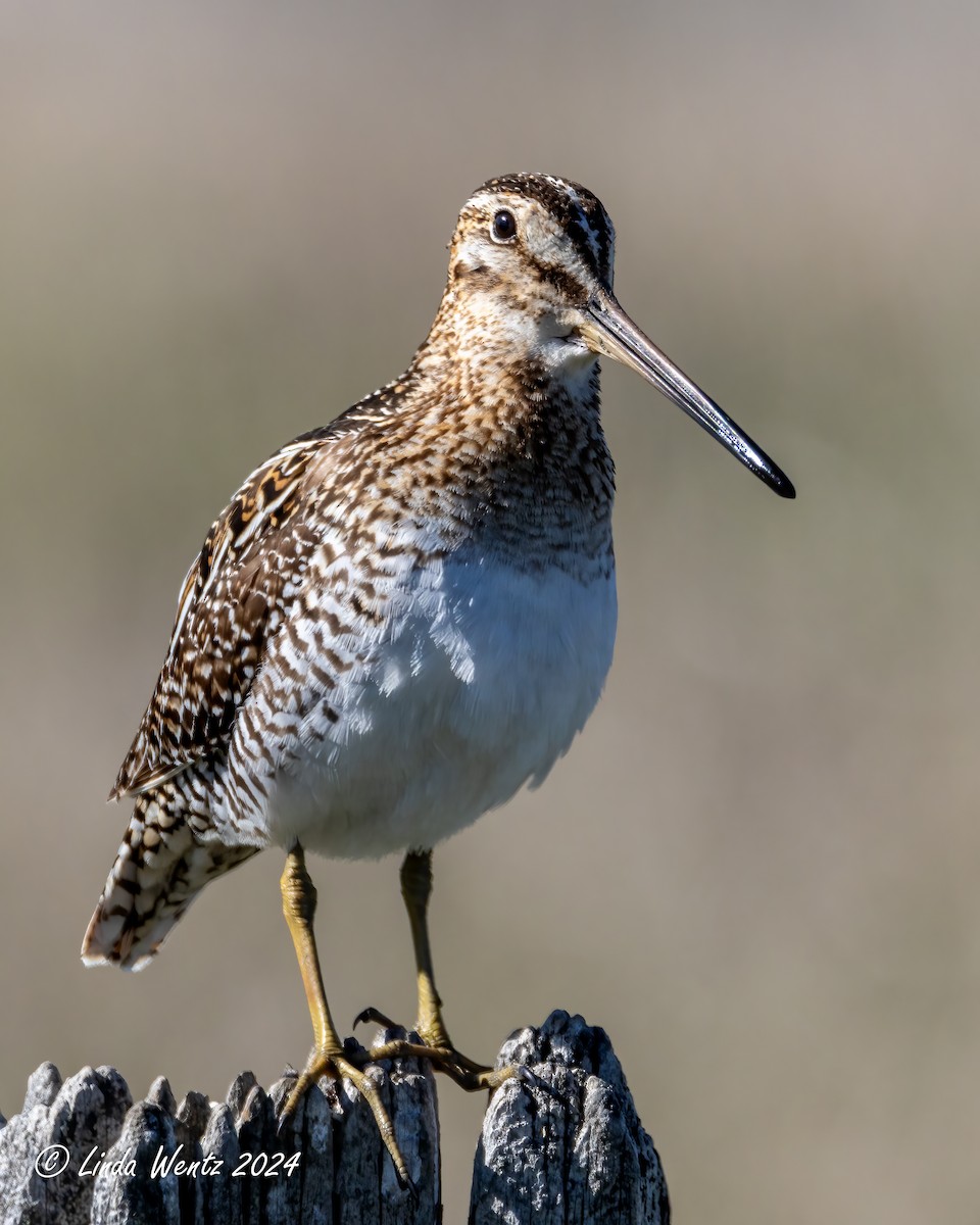 Wilson's Snipe - Linda Wentz