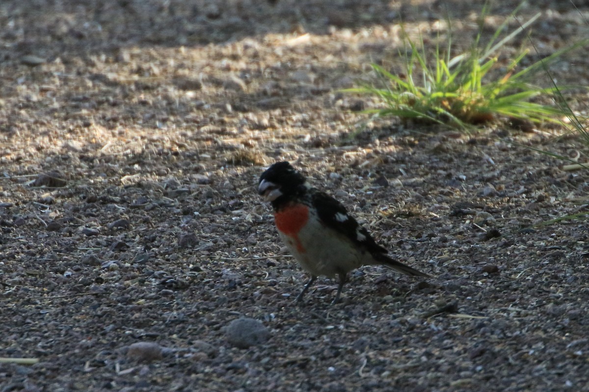 Rose-breasted Grosbeak - Rose Ann Rowlett