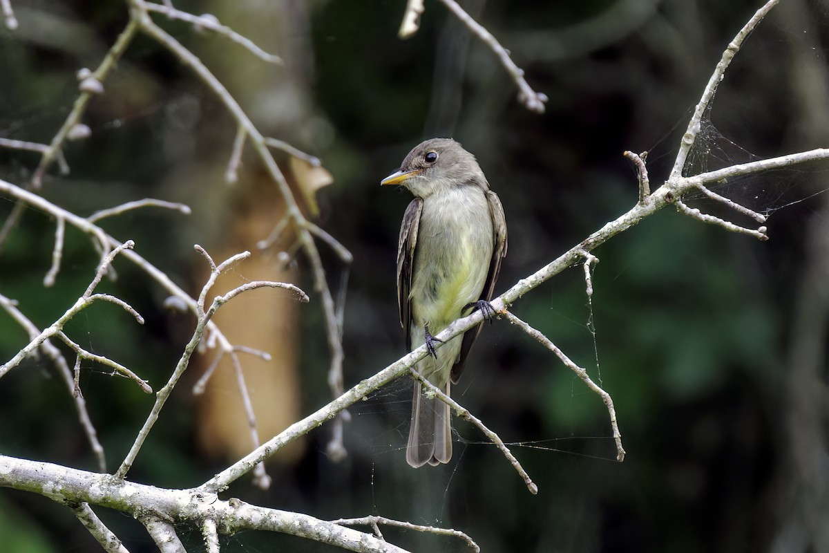 Eastern Wood-Pewee - Dennis Miller