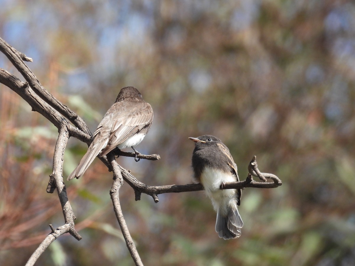 Black Phoebe - ML618799094