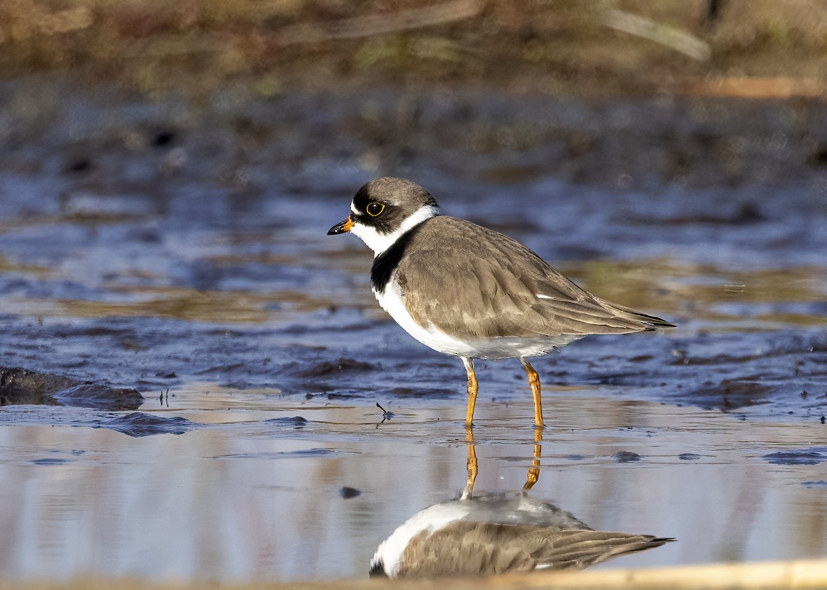 Semipalmated Plover - Bob Martinka